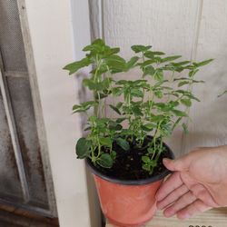 HIERBABUENA PLANTA  $5 CADA UNA. QUEDAN 2 DISPONIBLES. NELLIS BLVD Y CHEYENNE AVE 