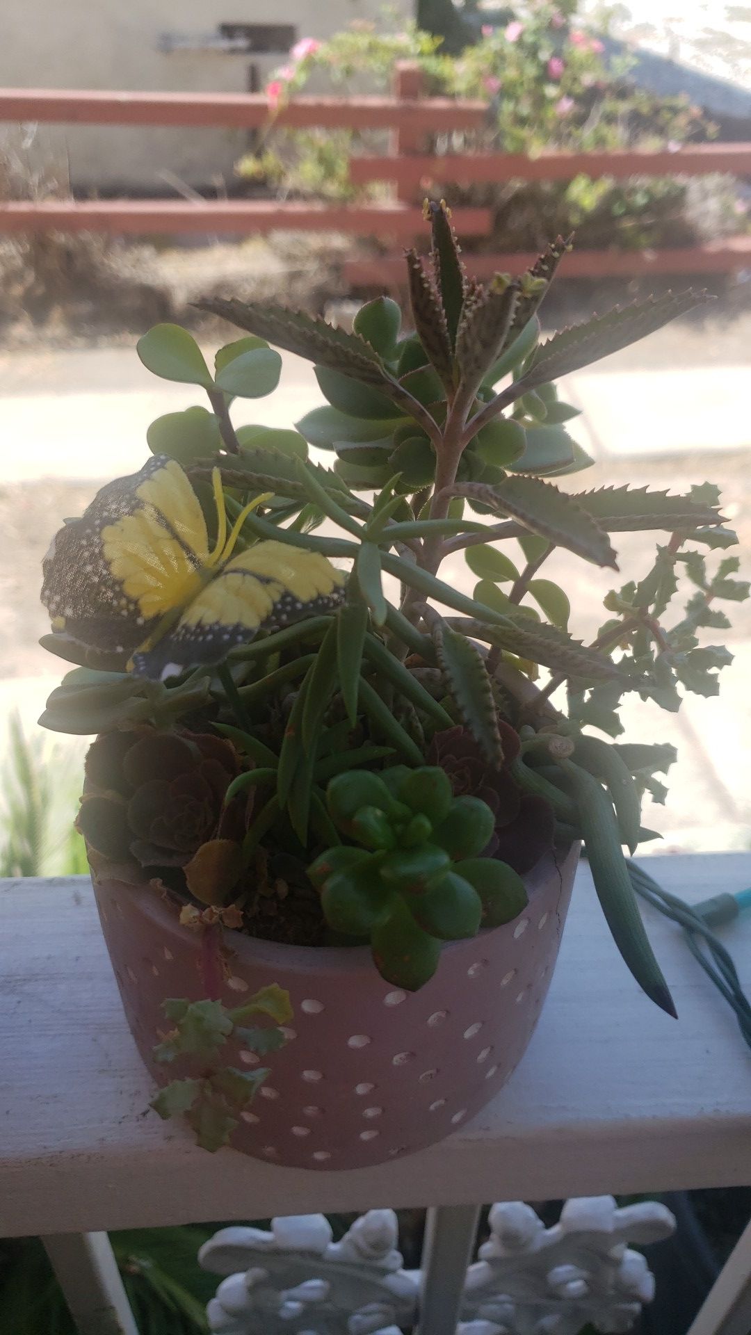 Plantas