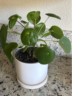 Pilea peperomia