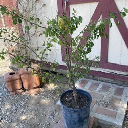 Guamuchil Tree