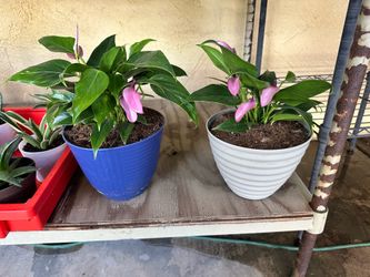 Anthurium plants