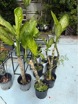FREE Dieffenbachia