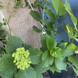 HERMOSAS PLANTAS NATURALES “HORTENSIAS PLANT 