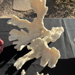 Coral decor Various Sizes