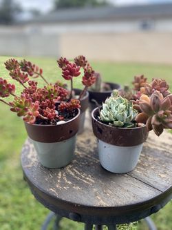 Plants Desert 