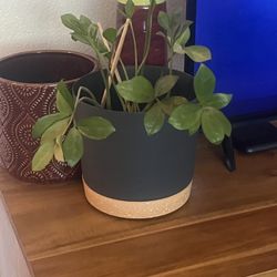 Houseplant 