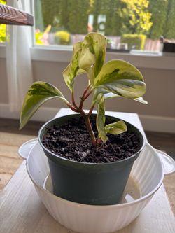 Variegated baby rubber plant