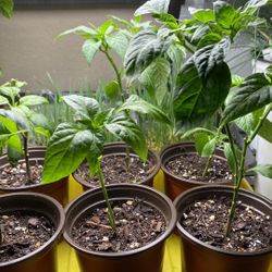 Chili Pepper Varieties. Thai & Jalapeño