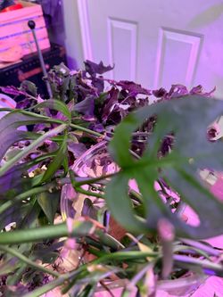 (Monstera  or Purple velvet) Plant cuttings Propagations
