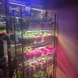 Over 35 Varieties Of Tomato Plants And More!