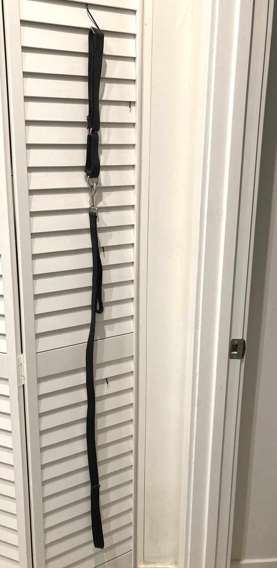 Training Dog Leash & Collar