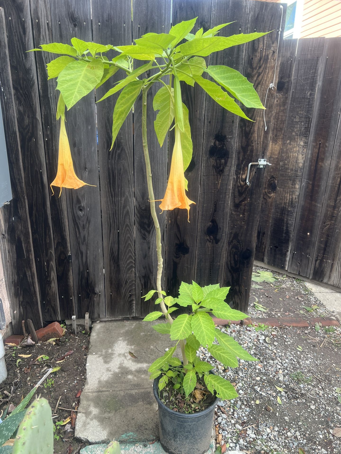 Big Yellow Angel's Trumpet Flower Tree Plant 5 Gallon Pot  Cash only  Pick up in North San Jose, By appointment only  Fist come first serve  All Sales