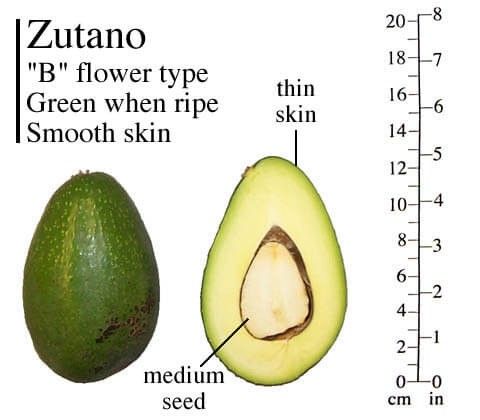 Zutano Avocado Tree