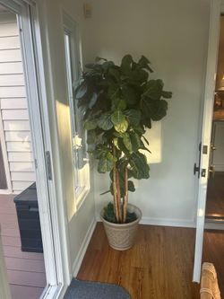 Large Artificial Fiddle Leaf Fig Tree