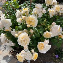 English Roses live plant 2 gallons Eugenie 