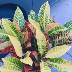 Croton Plants 