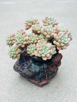 Succulents plants （Echeveria 'Caviar")