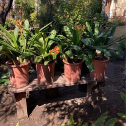 Clivia miniata Plant
