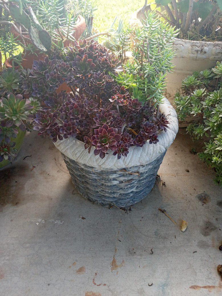 Black Rose Catus Plant In Stone Basket Pot