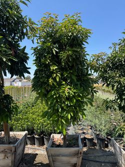dwarf avocados