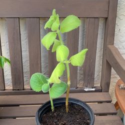 OREGANO PLANT (  AJAMA PLANT ) 