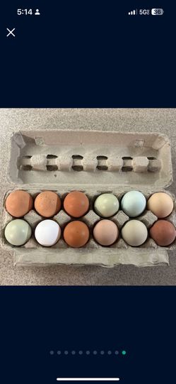 Organic Eggs