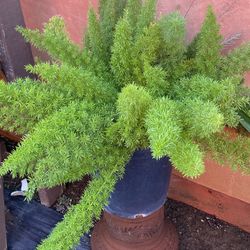 Fern