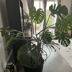 Monstera Plant