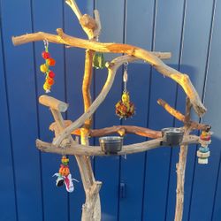 Dual Level Macaw Perch- Thick N Curvy - Lasts For Years !! A Great Socializer 👍🏼👍🏼