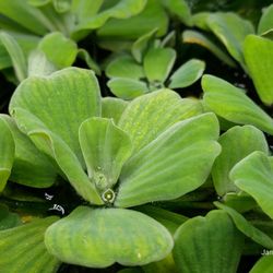 Water lettuce petite aquarium plants