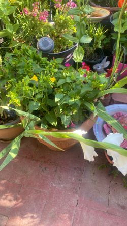 Beautiful Plants 