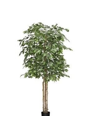 Ficus Tree Plant 