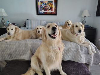 Certified Dog Trainer 