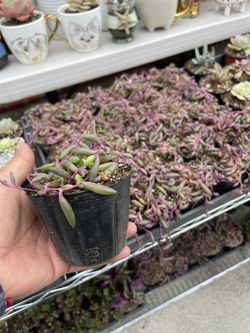 Ruby Necklace Succulent