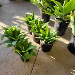 Foxtail Agave SUPER SALE!!!