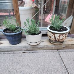 Lavender Plants In Decorative Pots Planters
