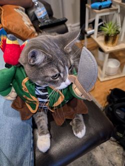 Pirate Costumes Pets