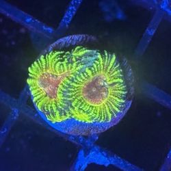 Mayan Sun Favia Display Decor