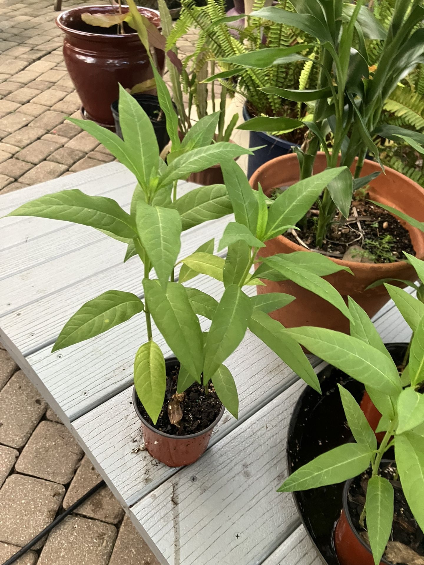 Milkweed in cup size containers-$3 Each
