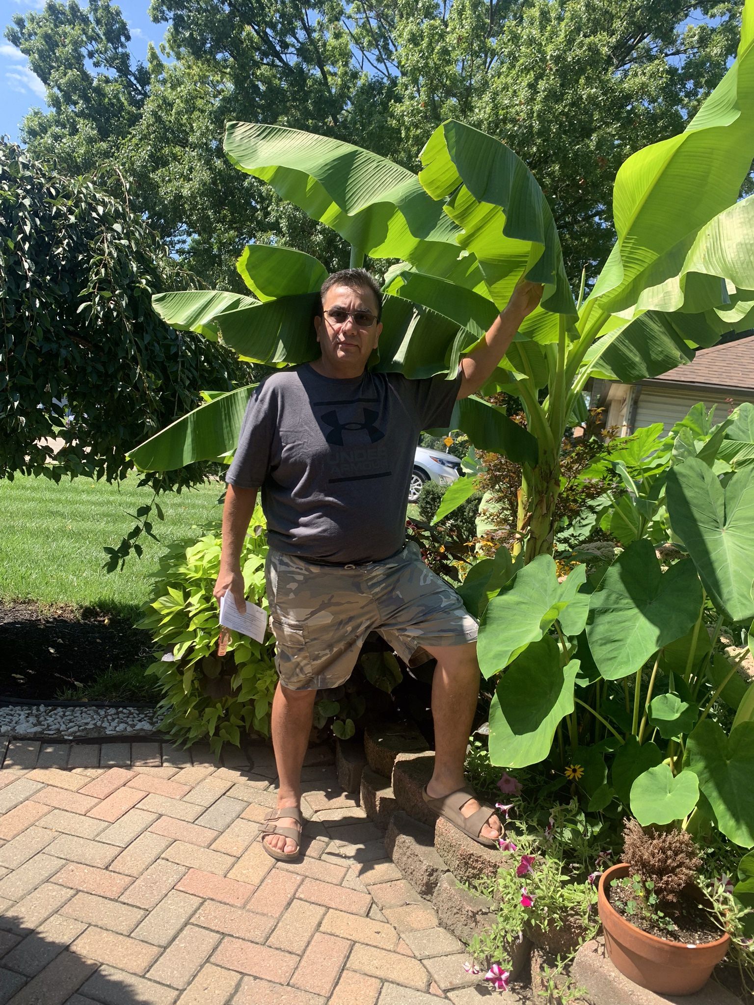 Elephant Ears And Banana Trees