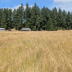 Hay Bales For Sale (Cows And Horses)