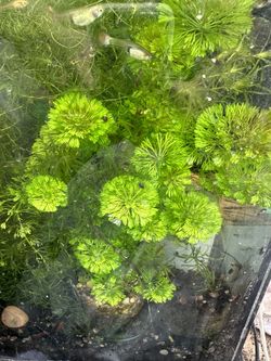 Aquarium Fish Tank