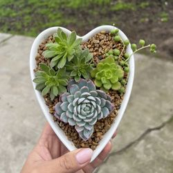 Succulent Arrangement In Heart Shape Ceramic 