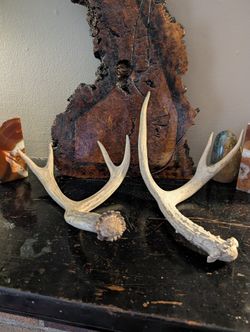 Deer Antlers