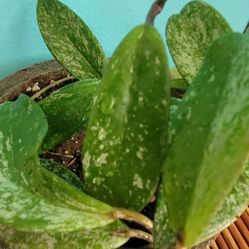 Hoya Splash Plant