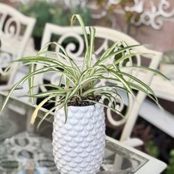 $7 Spider plant