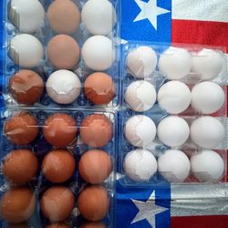 organic huevos