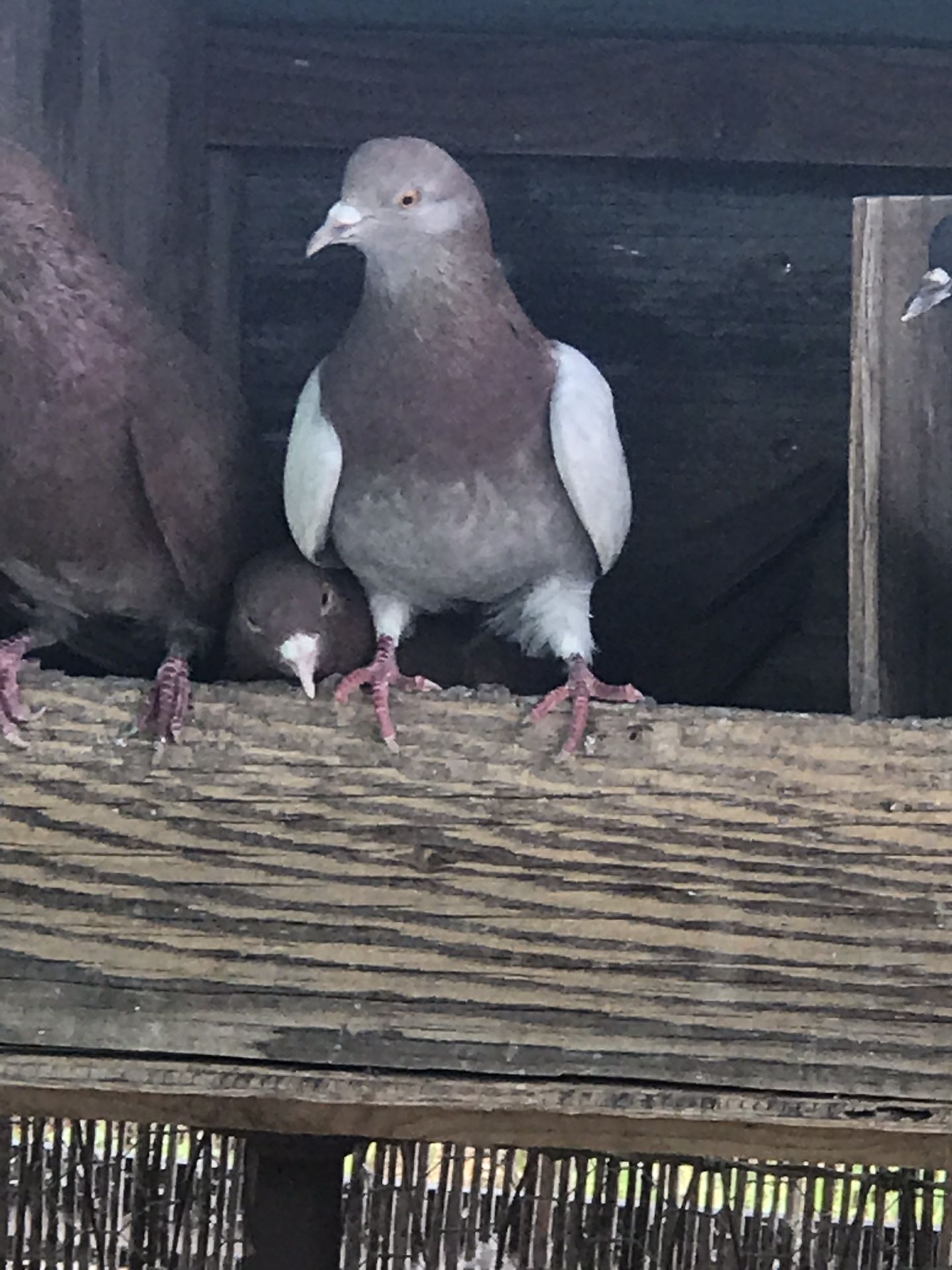 Birmingham roller pigeons
