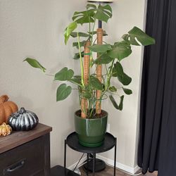 Monstera Plant