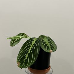 baby prayer plant